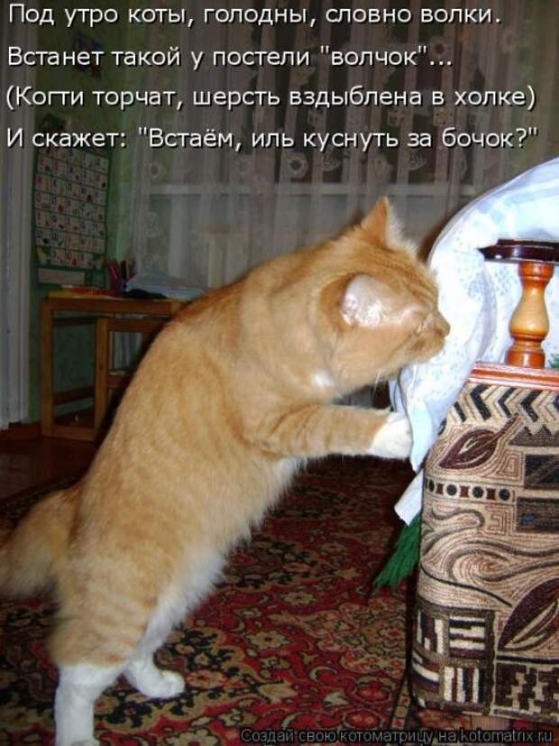 Новая котоматрица на Бугаге (35 фото)
