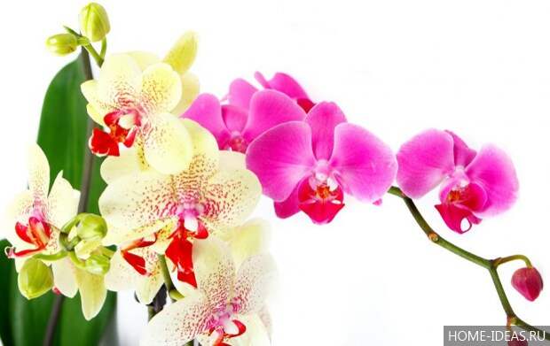 орхидеи комнатные 