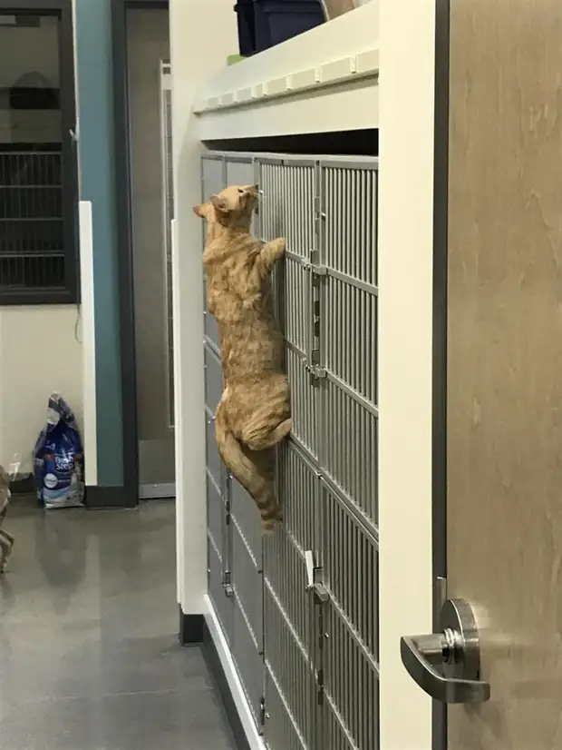 Котик помощник-успокоитель в ветклинике тоже обрел свой дом - Усатый ...