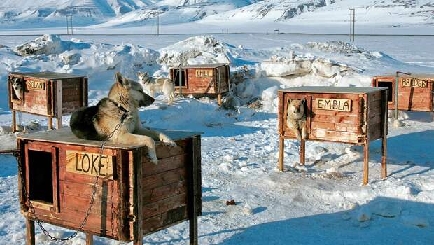 Зимняя будка для собакена Рукожоп, сделай сам