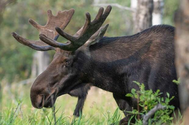 Численность диких животных в Нижегородской области увеличилась