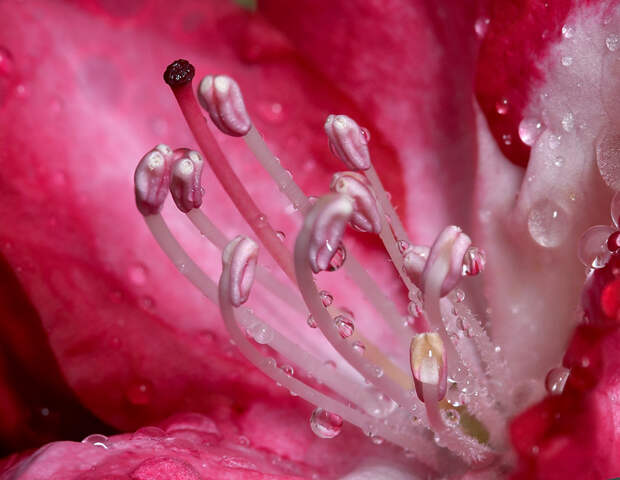 Фотографии капель воды