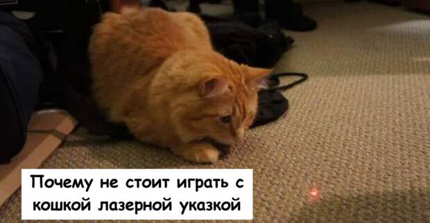 Почему не стоит играть с кошкой лазерной указкой