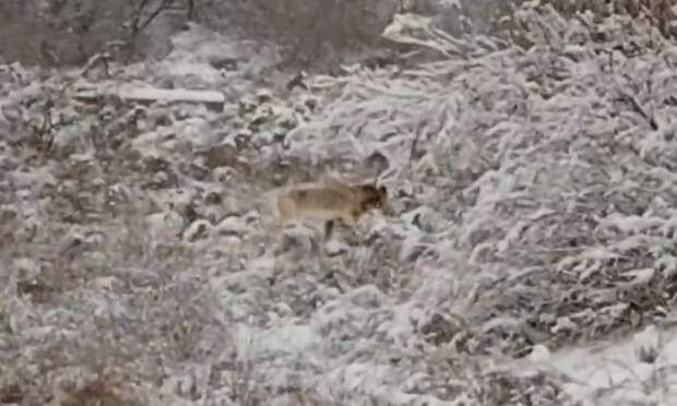 Редкий краснокнижный гость замечен у астраханского газового комплекса