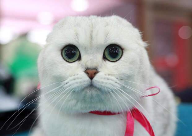 Шотландская вислоухая кошка. Сосредоточенность