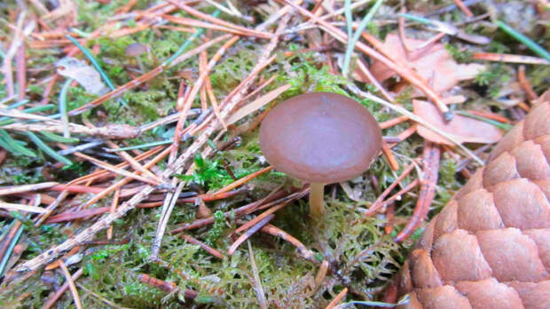 В Челябинской области уже начался грибной сезон