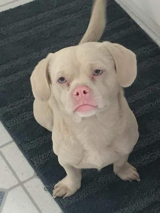 собаки похожие на людей, собаки которые ведут себя как люди 