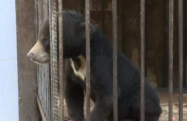 Man shocked to realise adopted ‘puppy’ was in fact an endangered species of bear