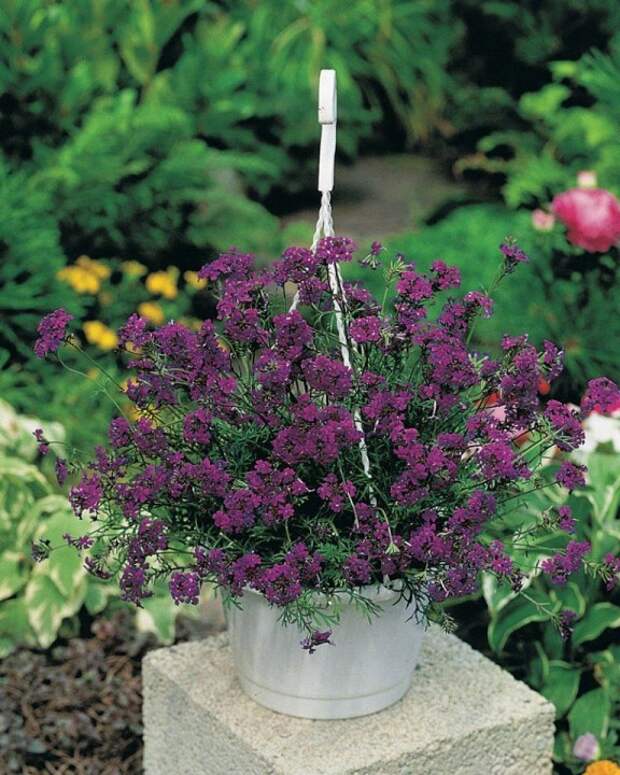 10 наиболее подходящих растений для выращивания в подвесных горшках plants06 10 наиболее подходящих растений для выращивания в подвесных горшках