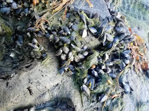 Беломорские мидии