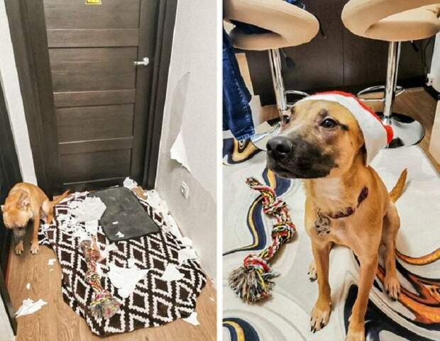 Блог - 20 комичных фото питомцев, которые, похоже, променяли свою совесть на вкусняшку 20 комичных фото питомцев, которые, похоже, променяли свою совесть на вкусняшку