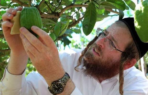 Чем хасиды отличаются от других евреев