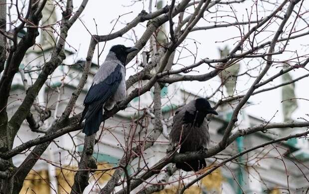 Порывистый ветер, дожди и мокрый снег. Синоптик Леус рассказал о погоде в Петербурге 7 апреля
