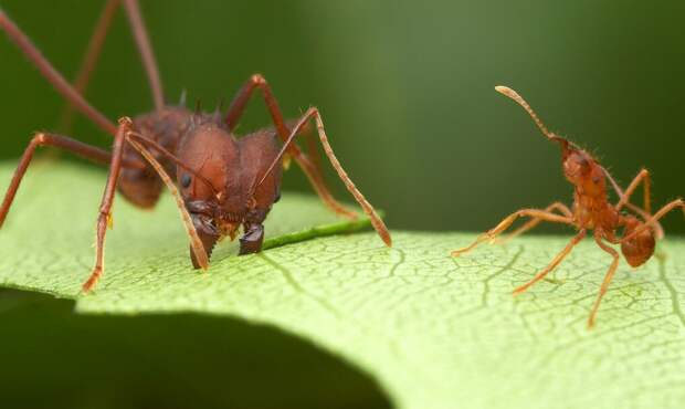 На самом деле, такие большие головы нужны для того, чтобы приводить в движение огромные челюсти, которыми орудует муравей, чтобы разрезать лист.