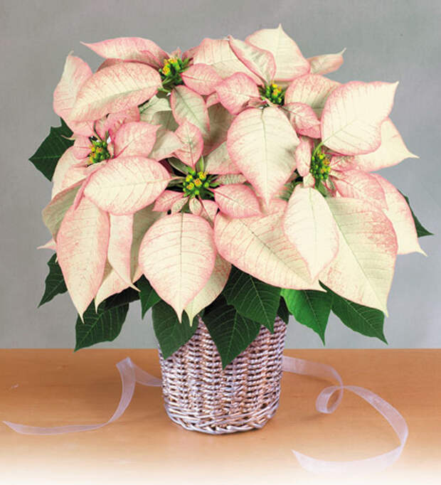 christmas-poinsettia-misc1 (500x550, 214Kb)