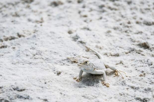 Белые ящерицы в белых песках