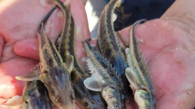 Рыбоводные заводы выпустили более 30 млн мальков русского осётра в водоёмы России