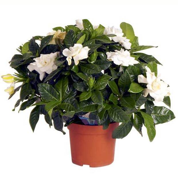 фото Гардения | Gardenia