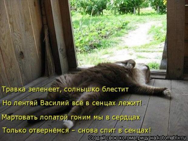Свежая котоматрица на Бугаге (26 фото)