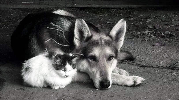 источник фото: golyanovo.vet-ritual24.com