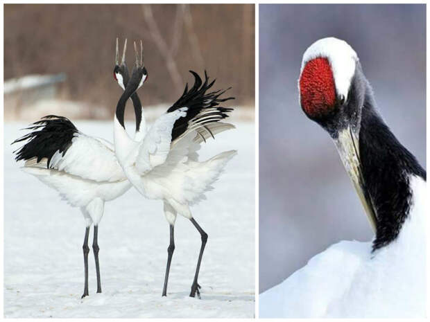 Китай, Южная Африка, Уганда считают журавля своей национальной птицей. журавли, интересное, красота, птицы, факты, фауна