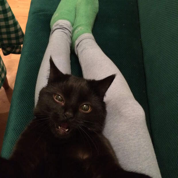 Без кота и жизнь не та