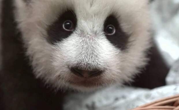 Московский зоопарк: Панда Катюша уедет в Китай в четыре года