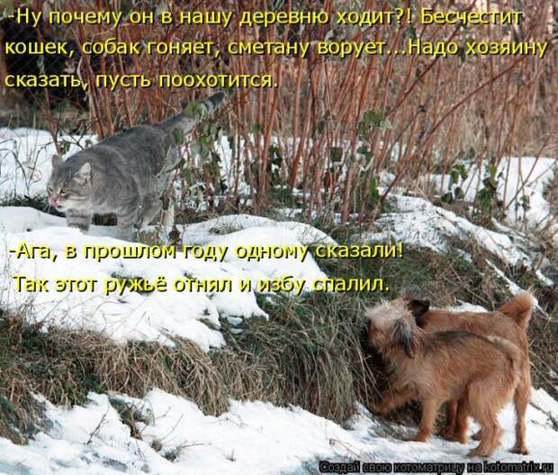 Лучшие котоматрицы недели (50 фото)