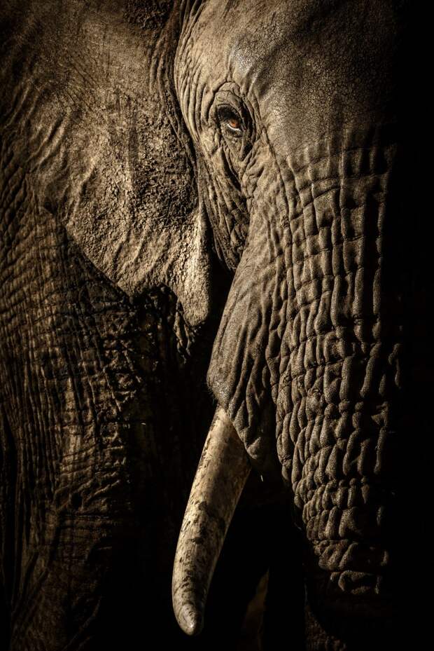 Взгляд слона