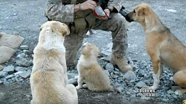 https://cdn.ebs.newsner.com/wp-content/uploads/sites/7/2018/03/hunden8.jpg