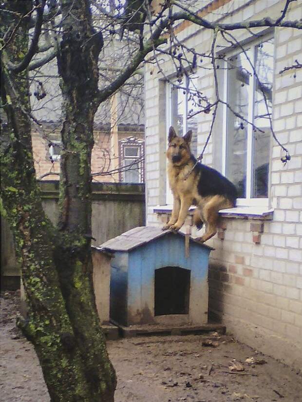 Высоко сижу, далеко гляжу )