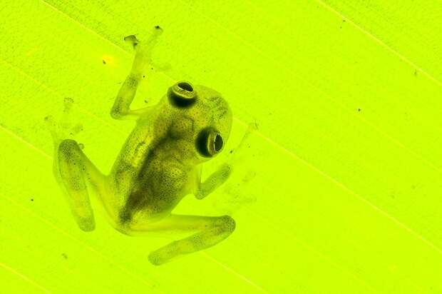 InSearchOfLostFrogs04 В поисках утраченной лягушки: редчайшие виды удивительных лягушек в фантастических фотографиях