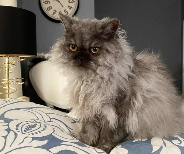 7 фото кудрявых кошек, которые напоминают милых овечек