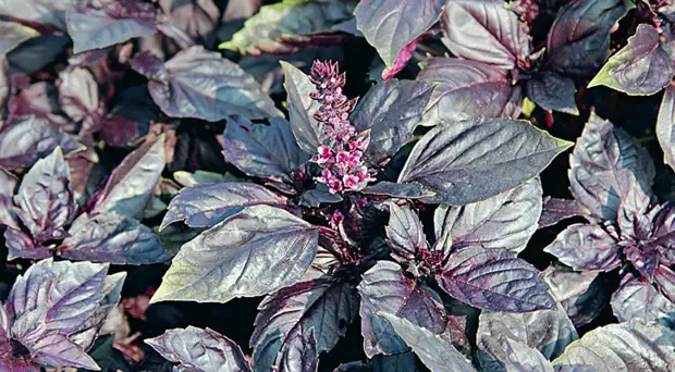 Выбираем сорта базилика на любой вкус: с ароматом лимона, карамели и другие