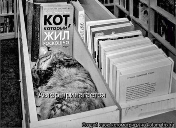 Котоматрица для ночных посетителей Поржать.ру