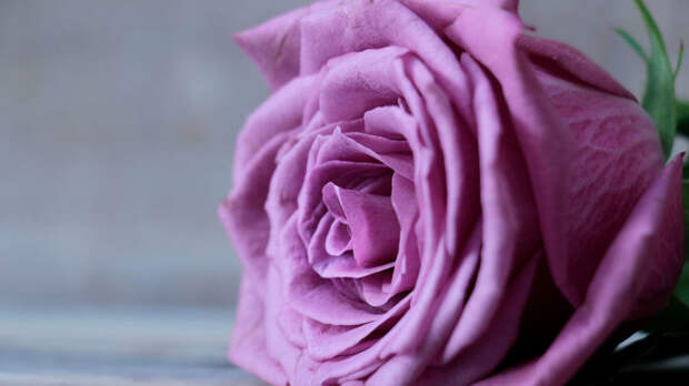 10 самых красивых фиолетовых роз и их виды