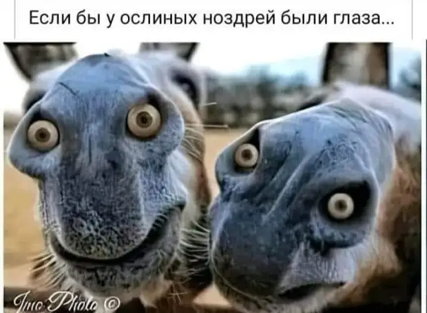 Золотая подборка юмора для Вас