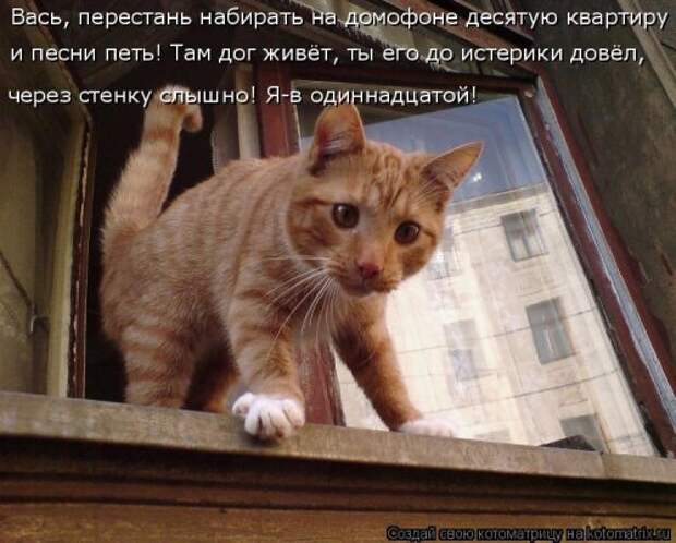 Отличная котоматрица на Бугаге (35 фото)