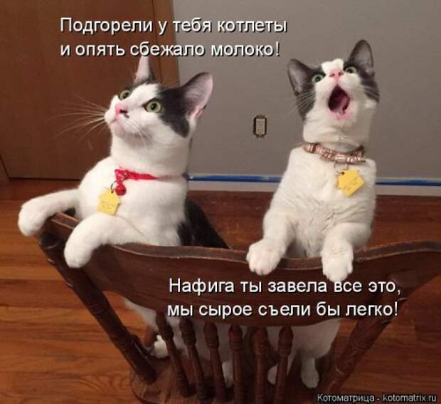 Свежая котоматрица для всех (33 фото)