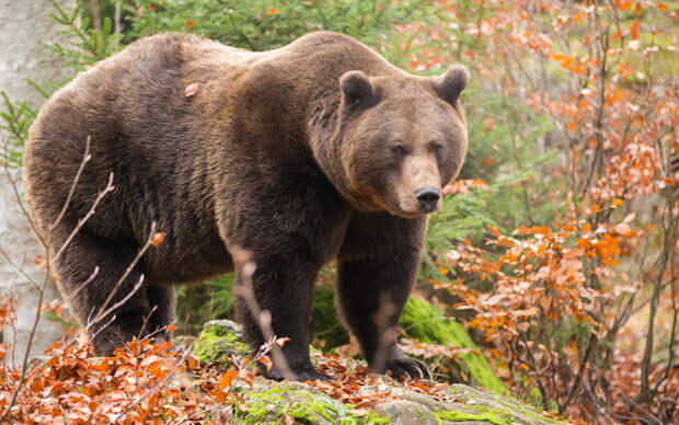 Кричать и убегать бесполезно: как вести себя при встрече с медведем