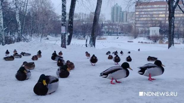 На Урале пересчитают уток