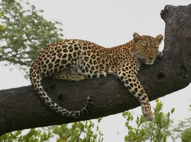 Сколько весит леопард? Где живет леопард? Описание и образ жизни животного в дикой природе