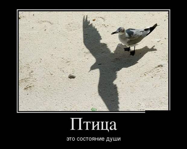 Свежая подборка демотиваторов для хорошего настроения! Свежая подборка демотиваторов для хорошего настроения!