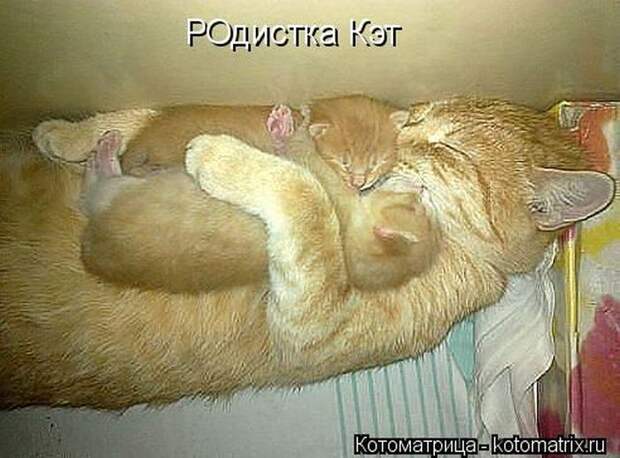 Лучшие котоматрицы недели Лучшие котоматрицы недели