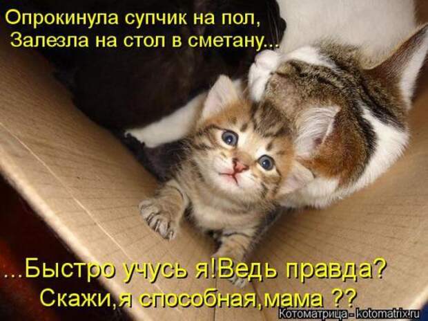 Котоматрицы(картинки с надписями)