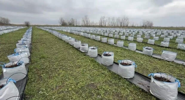 Адыгея инвестирует в ягоды: успешный старт в Блечепсине