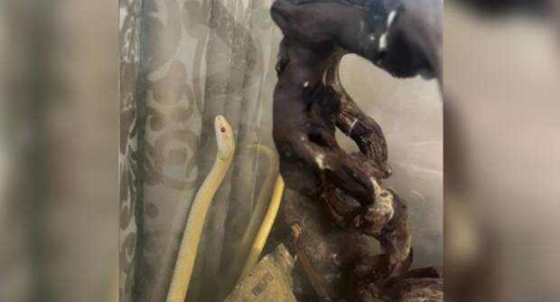 Прокуратура вскрыла тайный серпентарий в Москве: 16-летняя девочка пострадала от укуса редкой змеи