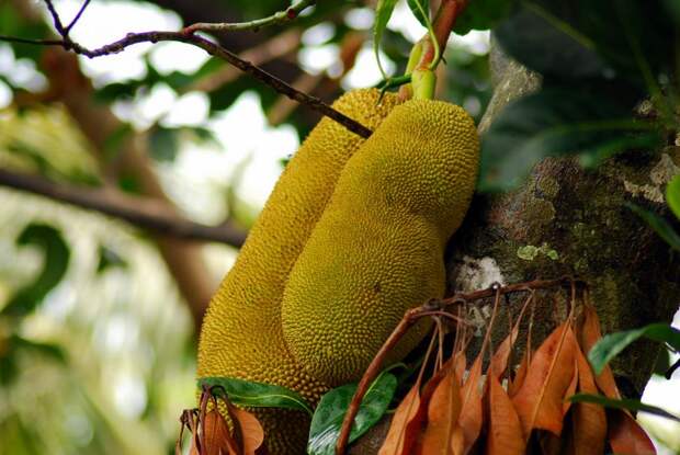 Джекфрут. Мякоть плода источает приятный аромат, напоминающий запах банана и ананаса, в то время как кожура имеет запах гнилого лука; по вкусу напоминает ананас. (Mikhail Esteves)