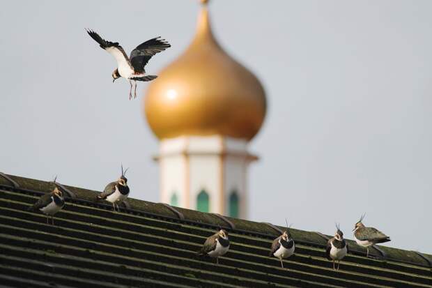 Городские чибисы на крыше в Манчестере