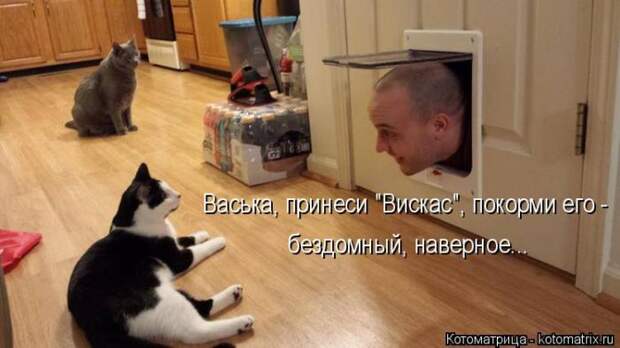 Забавные котоматрицы